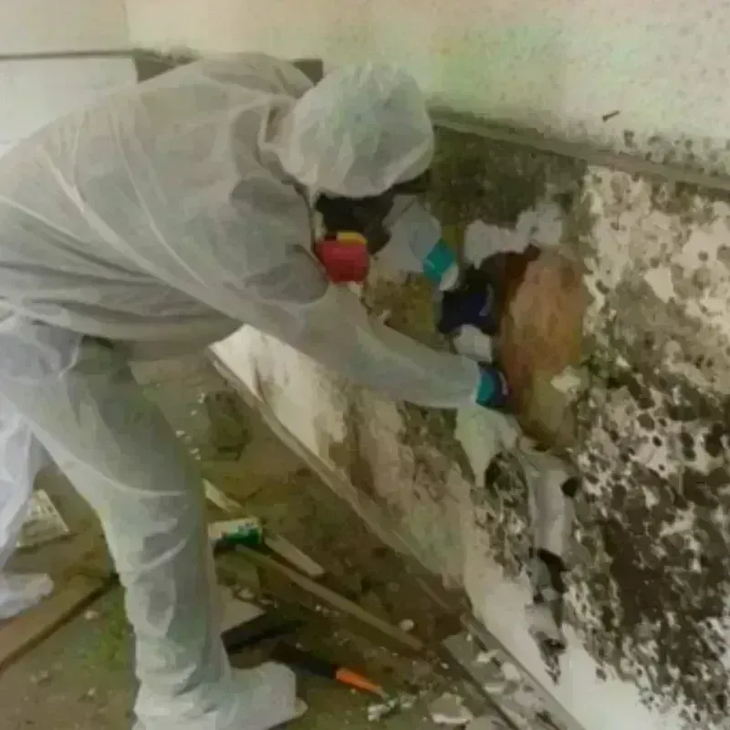 Mold Remediation and Removal in Woodville, FL